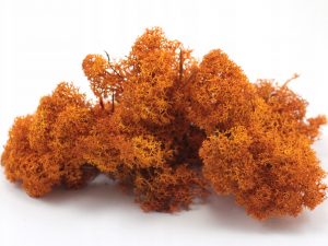 samanos-orange